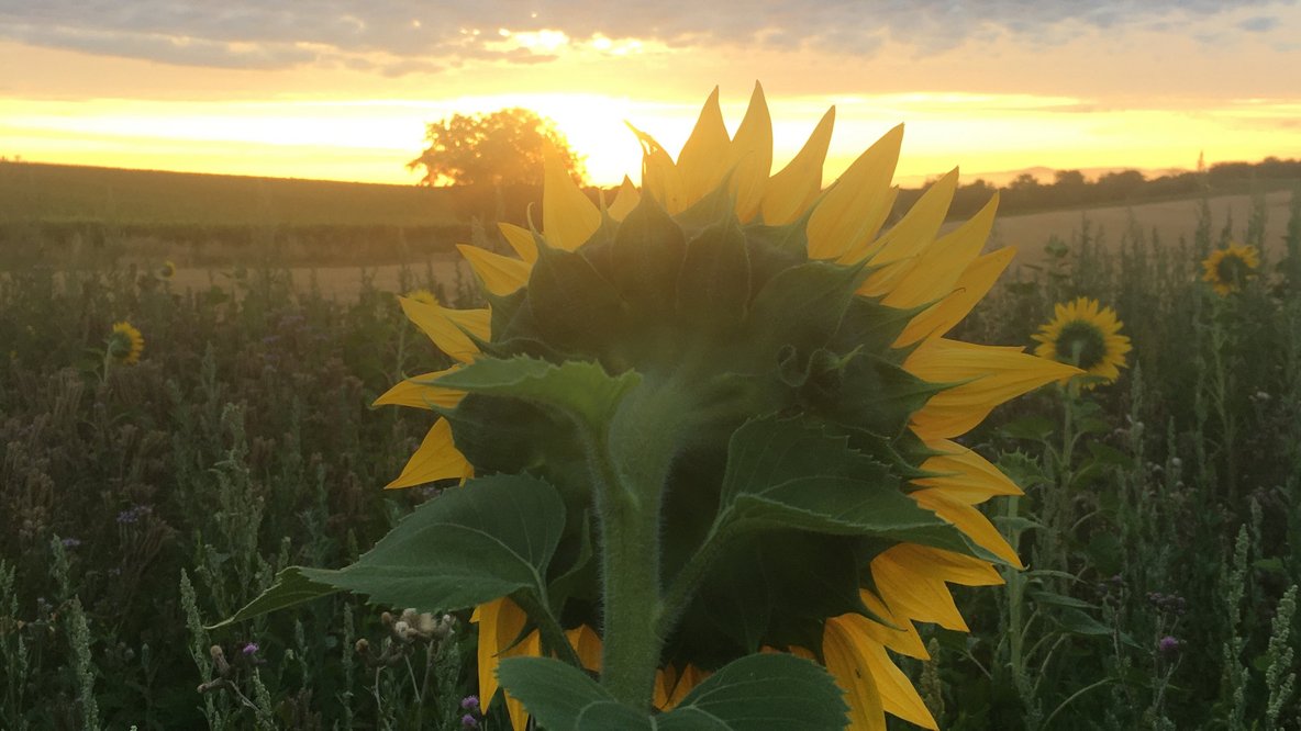 Seine Sonnenblume von hinten mit Blick zur Sonne