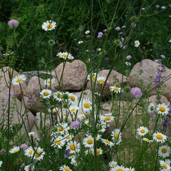 Bunt blühende Wildblumen vor einem Steinhaufen