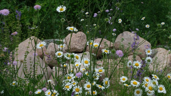 Bunt blühende Wildblumen vor einem Steinhaufen