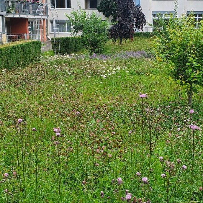 Wiese mit bunten blühenden Blumen