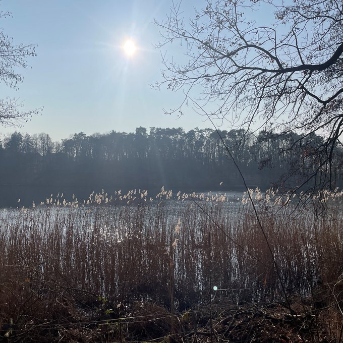 See und Schilf in der Wintersonne